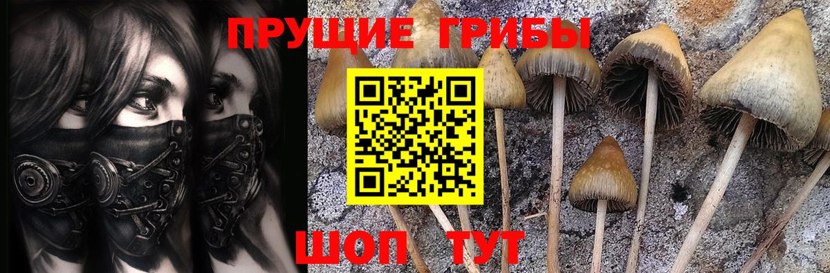 Псилоцибиновые грибы Psilocybine cubensis Лесозаводск